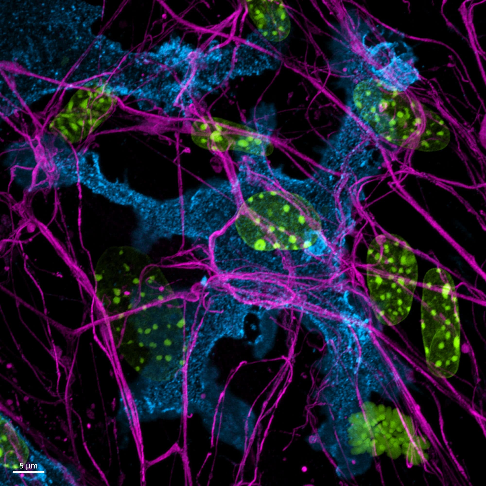 Placeholder micrograph — Cell