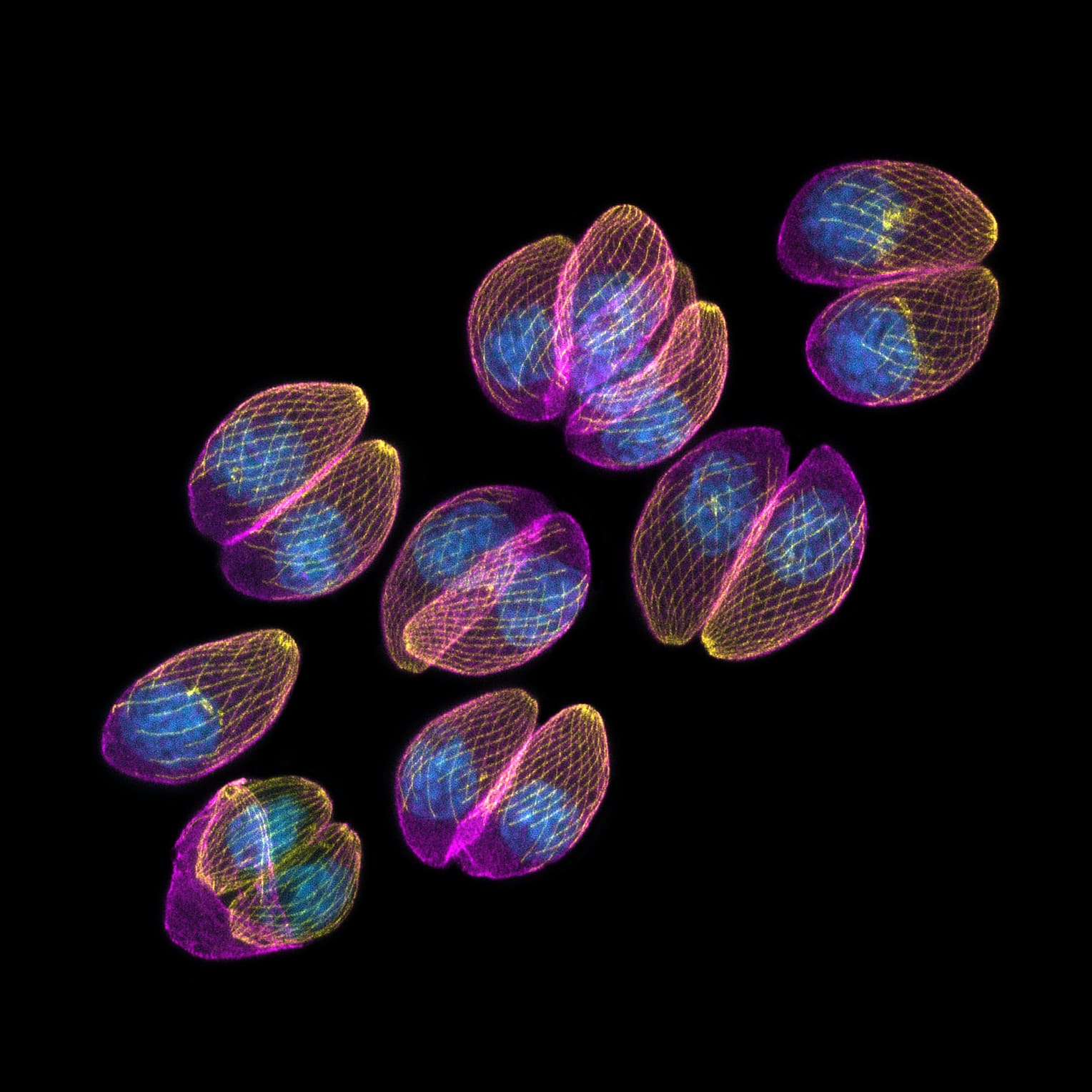 Parasites