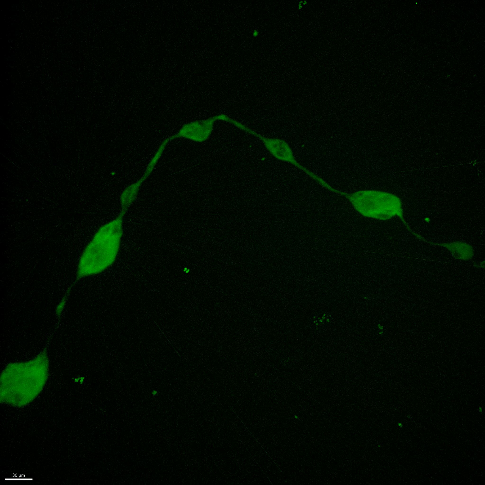 Organoid